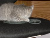 Enlarge photo 16