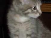 Our Cats