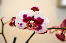 Enlarge photo 26
