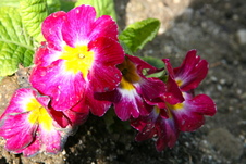 Enlarge photo 27