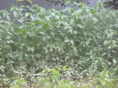 Enlarge photo 37