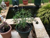Enlarge photo 15