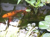 Enlarge photo 16
