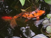 Our Garden and Pond Pics