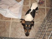 Binky(Bijou)