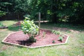 Jim & Patti's Pet & Garden Pics
