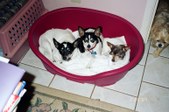 Enlarge photo 6