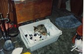 Enlarge photo 17