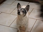 Our Dogs