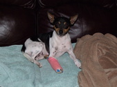 Our Foster Buffy