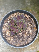 Enlarge photo 23