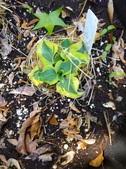 Enlarge photo 18
