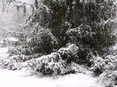 Snowstorm #2-2010