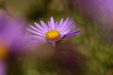 Enlarge photo 36