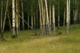 Enlarge photo 42