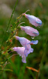 Enlarge photo 43