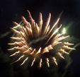 Enlarge photo 38