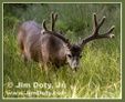 Enlarge photo 37