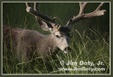 Enlarge photo 40