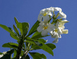 Enlarge photo 36