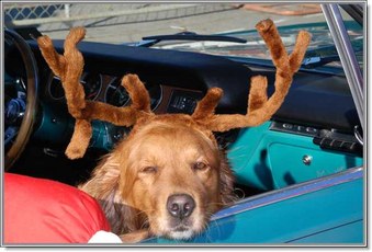 2008 Santa Cruz Parade