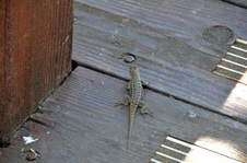 Enlarge photo 47