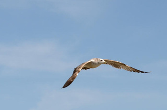 Enlarge photo 57