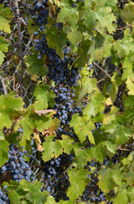 Enlarge photo 39
