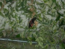 Enlarge photo 81