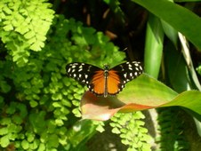 Enlarge photo 82