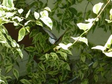 Enlarge photo 83