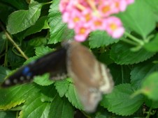 Enlarge photo 86
