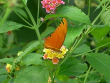 Enlarge photo 92