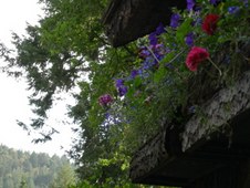 Enlarge photo 97