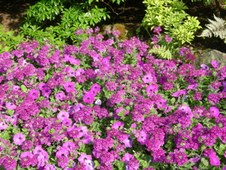 Enlarge photo 114