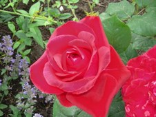 Enlarge photo 158