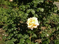 Enlarge photo 196