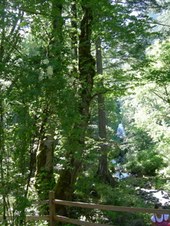 Enlarge photo 242