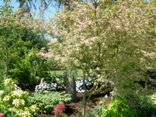Enlarge photo 263