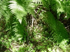 Enlarge photo 288