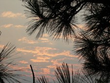 Enlarge photo 351