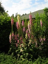 Enlarge photo 110