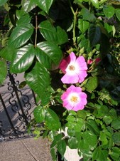 Enlarge photo 113