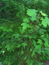 Enlarge photo 277