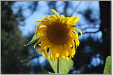 Enlarge photo 108