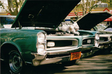 Enlarge photo 303