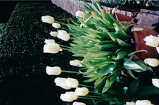 Enlarge photo 171