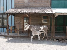 Enlarge photo 37
