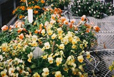 Enlarge photo 79