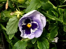 Enlarge photo 24